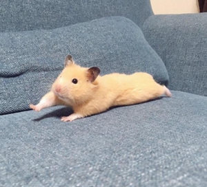 仓鼠金丝熊 虎纹 眼圈 老公公老婆婆奶牛纯银还有木屑纸棉粮食