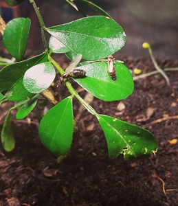 黑褐举腹蚁新后 4元一只 粉丝价3元 不怕光震动 不要放在一