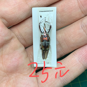 球象甲 象甲标本昆虫甲虫标本蝴蝶蜻蜓闪蝶都是整板出售 标价即