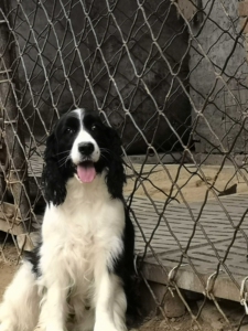 史宾格黑白犬幼犬