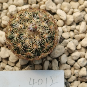 伊莎贝拉,娇丽属仙人球,实生,一物一拍4012,品相尺寸如图