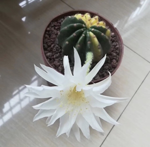 仙人球大豪丸锦,球类好养活,基本上不用管!限武鸣区自提,也可