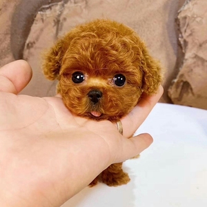 出售纯种泰迪幼犬泰迪犬茶杯泰迪小体泰迪小型犬比熊贵宾犬宠物狗