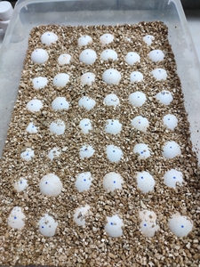 爆刺纯佛鳄龟蛋