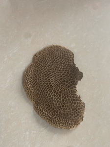 刚摘的野生蜂窝灵芝,龙眼菌.正品野生蜂窝灵芝只有一斤,毛蜂窝