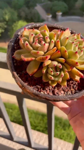 000人付款淘宝奶油皮蛋东云 基因优秀 黄底边线有血斑 多肉植物白天