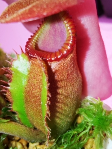 aw大叶猪笼草 记录下啥时候死[菜狗] 不过一直在跳叶