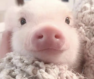 tb5533429409淘宝泰国小香猪宠物猪活物长不大的迷你猪可爱巴马香猪