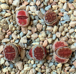 生石花 topred 非朱唇 冰橙 一般的红窗