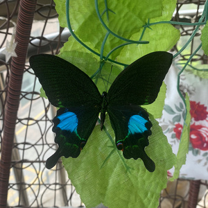 真实蝴蝶标本 巴黎翠凤蝶