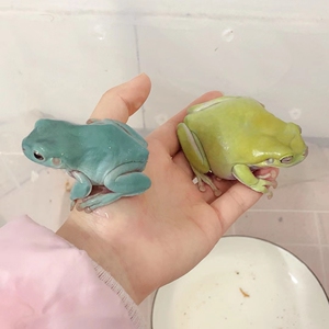 绿老爷树蛙上岸了2~3厘米苗子包邮 39.9一只 因为是搞专