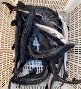 冷水清道夫鱼缸清洁鱼观赏鲟龙鱼吃垃圾粪便鱼苗锦鲤金鱼袋的.