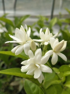 重瓣笔尖茉莉花,小苗,根系发达,易养易种花苗,花期长 ,复花