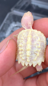 错甲白化鳄龟,大红眼,稳定基因,已稳定吃食,品相如图,顺丰包