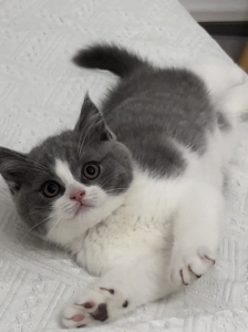 自家养的崽崽 正八英短蓝白枫叶脸的弟弟 满背通脖的三个月大