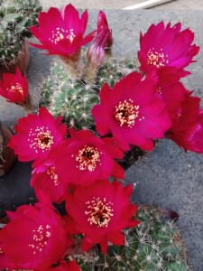 丽花属朱莉仙人球 开红花仙人球 特别容易开花的仙人球