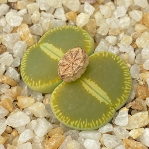 大窗绿光阳生石花