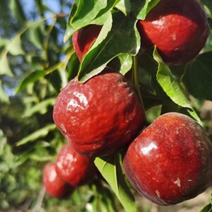 新疆哈密正宗大枣2021 年现鲜枣,直接吃,泡茶