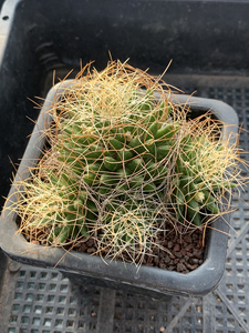 实拍0220,实生琴丝丸,多头群生开花株,一物一拍,8.7厘