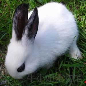 极品熊猫兔