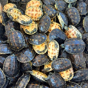 精品外塘中华田园珍珠龟花龟长寿龟吃菜龟批发包活