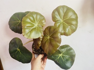植物盆栽花卉,秋海棠,荷叶秋海棠.叶片能长到20公分左右大