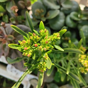 带花苞鹿角长寿花凤尾长寿花苗老品种大叶单瓣红花橙色花开花后期