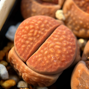 生石花红巴里玉c111