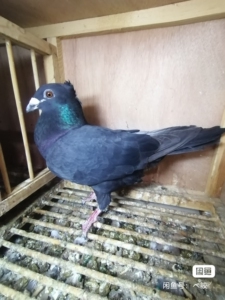 杨阿腾纯黑鸟冠公,古铜目出的,眼睛差点意思,便宜转让.