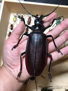 甲虫专区#泰坦天牛标本全新 实物图,左牙尖微瑕特价3000