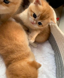 迁阳wml淘宝自家繁育的金渐层英短渐层幼猫 ,由于猫咪太多家里人不