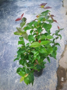 巴西红果仔树苗番樱桃果树1棵包邮 阳台庭院盆栽红灯笼果苗