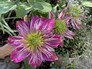 铁线莲宽皇 宽瓣皇帝,针瓣也能开 ,光照越足颜色越深,江浙沪