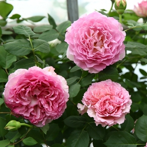 罗衣爬藤月季大花浓香型无刺耐寒耐热大型藤本带花苞发货1.5米