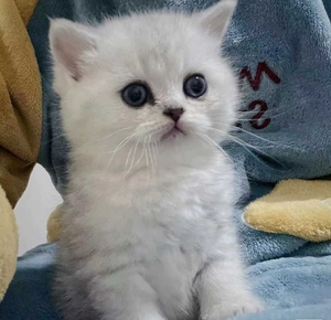 南昌可自提 自家猫舍繁殖的一窝幼猫银渐层猫咪,已经2个月了