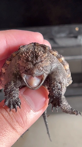 爆刺纯佛鳄龟,原种佛,原后北美大鳄龟,佛鳄龟,大鳄龟,中美拟