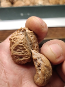 36东北野生秋子核桃异形生命源.售后无质量问题不退不换