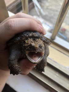 纯佛爆刺鳄龟,大头宽脸 9 左右,尾巴磨损一丢其余全品,同城