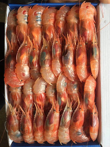 东海野生蝴蝶虾新鲜蓑衣虾日料刺身鲜活船冻深海太子虾冷冻水产品