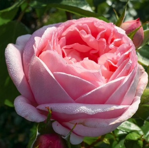 远行/航行月季 德国丹陶粉色大包子月季 极耐寒