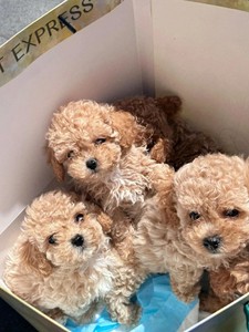 泰迪幼犬免费送 自家繁殖的 生了6只小狗狗，四公两母找人免费