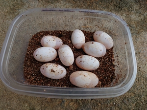 乌龟蛋可孵化中华