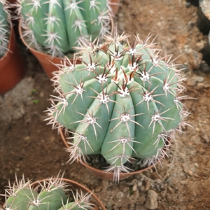 蓝云仙人球,落地蓝云仙人球,粗刺蓝云仙人球,冠幅13-15公