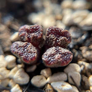 肉锥 全窗超级蝴蝶超蝶勋章双头多肉植物一物一拍