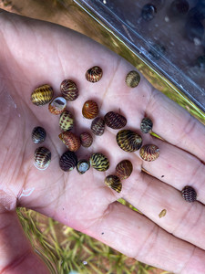 淡水鱼缸用 出售彩蛋螺 黑金刚螺 角螺 彩蛋黑色