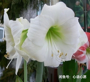 出朱顶红婚礼舞曲,直径2.8厘米,包对版,满五十包邮