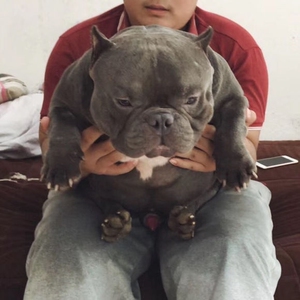出售 恶霸犬幼犬纯种活体巨型口袋体美国比特斗牛狗