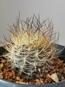 实生根混乱玉仙人球 智力球属 4厘米  单棵邮费自理