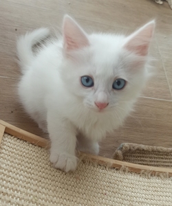 纯白色长毛,猫贩勿扰!非诚勿扰,中华狮猫纯正山东狮子猫,临清