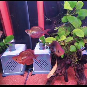 观赏鱼 出售自家养的三条鸽子美人球 沈阳自提 地址在五爱